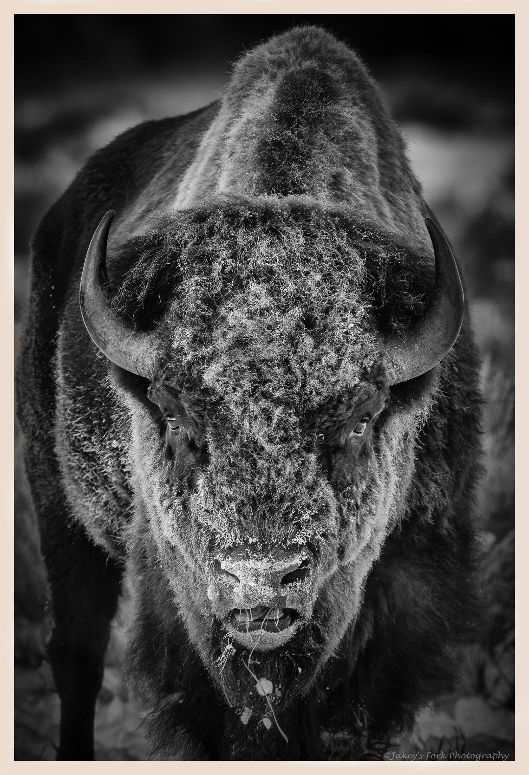 photograph of a bison by Bill Sincavage